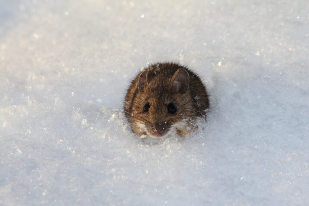 Mouse in the snow