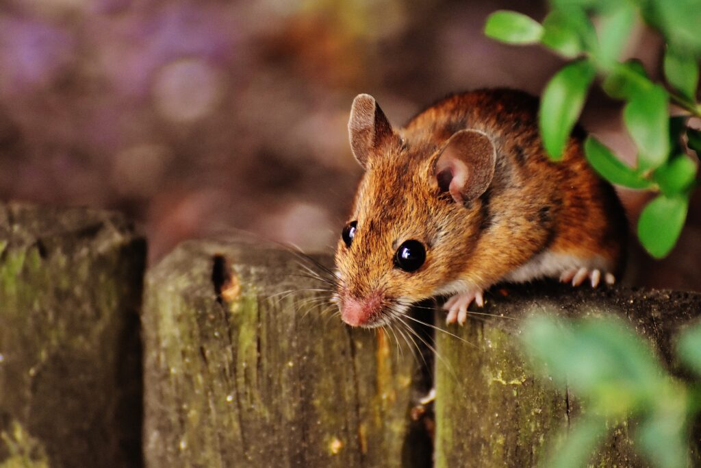 mouse on the fence: prevent rodent infestation