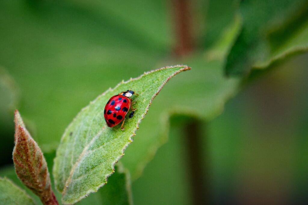 lady bug