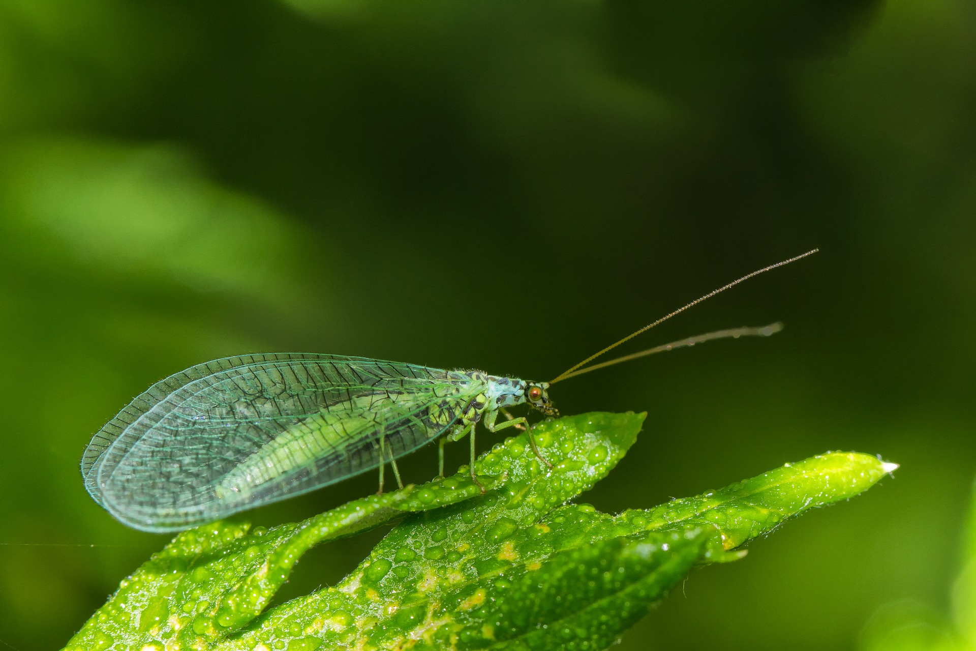 green lacewing