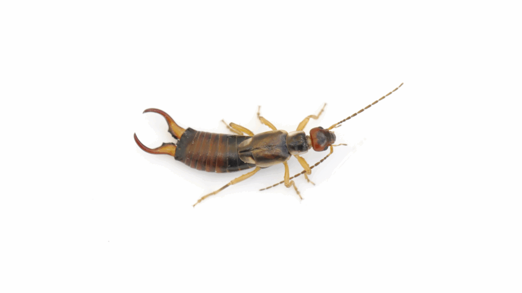 earwig