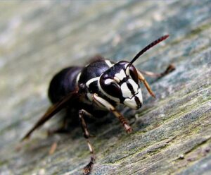 Baldfaced Hornet