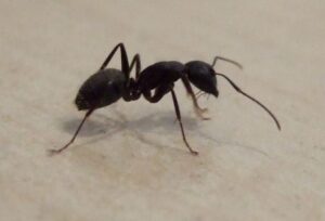 Black Carpenter Ant
