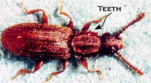 Sawtoothed grain beetle