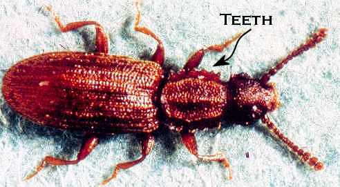 Sawtoothed grain beetle