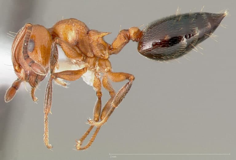 acrobat ant
