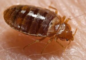 Bed Bug on a skin