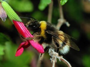 a bumble bee on a flower