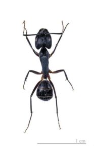 Carpenter Ant