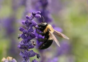 Carpenter Bee