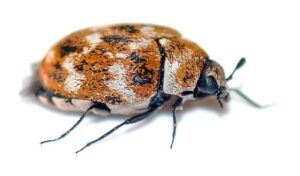 Carpet Beetle