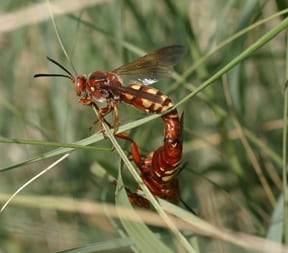 Cicada
