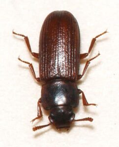 Confused Flour Beetle