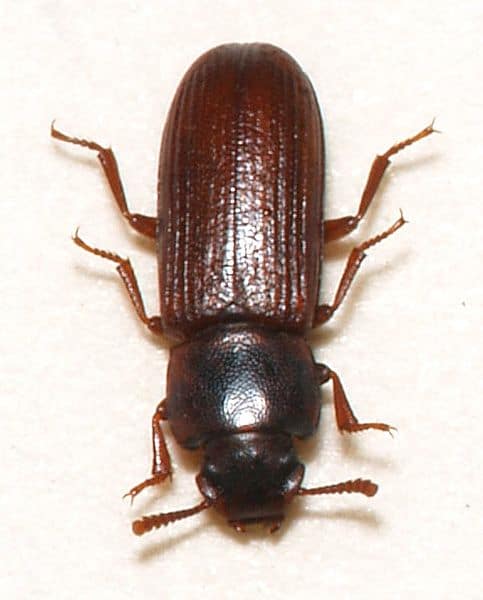 Confused Flour Beetle