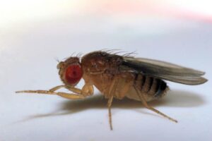 fruit fly