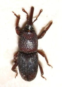 Granary weevil