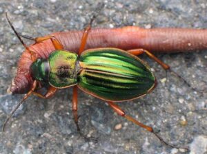 ground beetle