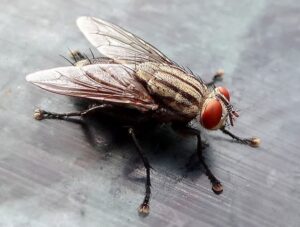 House Fly
