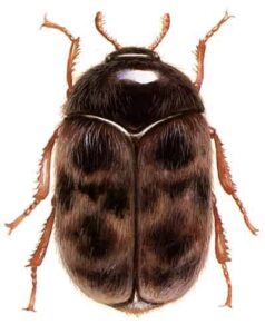 Khapra Beetle