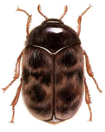 Khapra Beetle