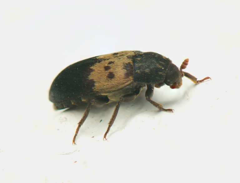 Larder Beetle