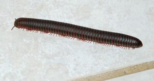 Millipedes