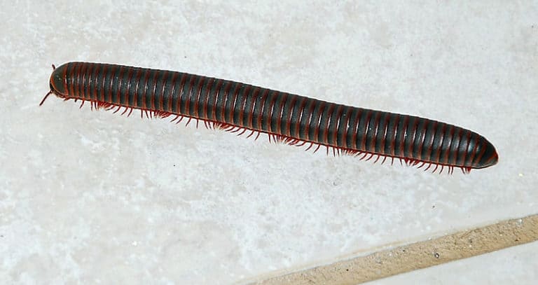 Millipedes