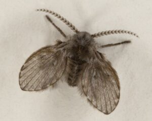 moth drain fly
