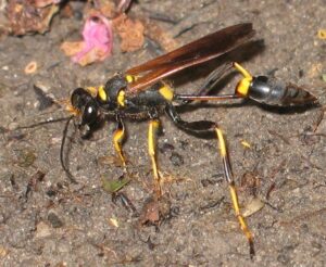 Mud dauber