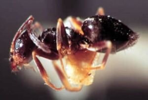Odorous ant