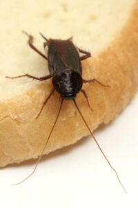 Oriental cockroach