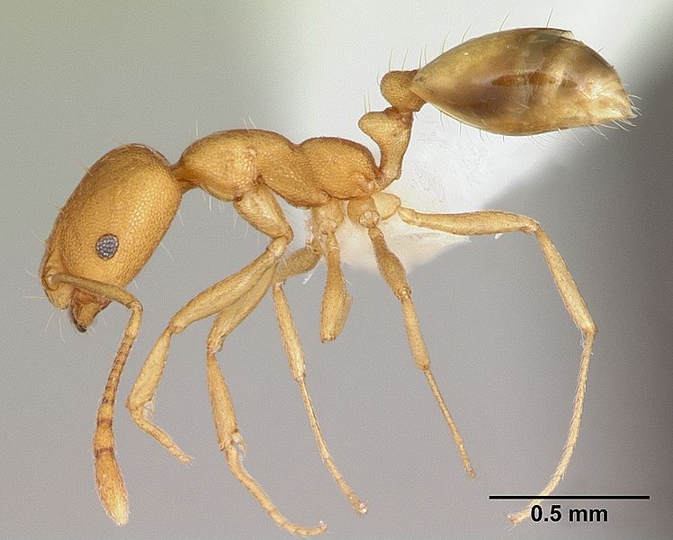 Pharaoh ant