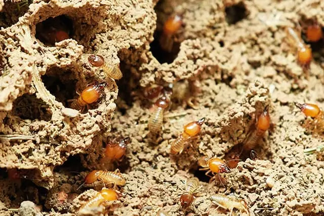 Commercial Termite Control a termite damaged wood