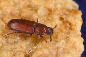 red flour beetle