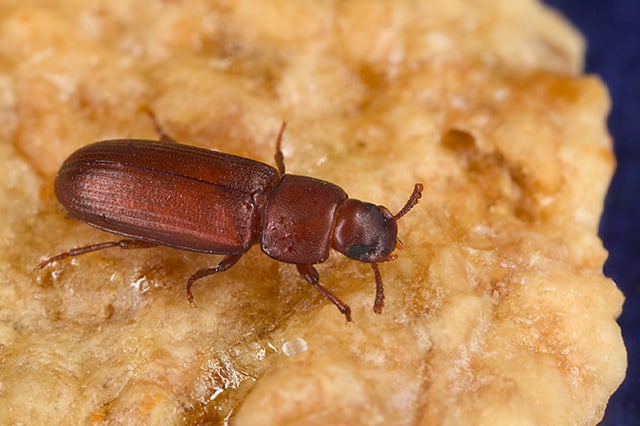 red flour beetle