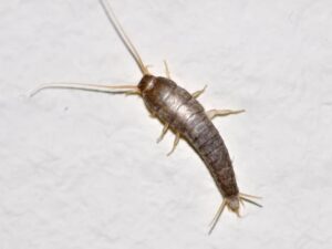 silverfish