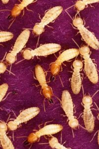 termites