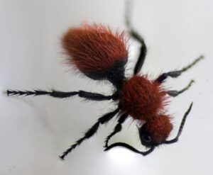 velvet ant