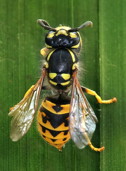 Yellow Jacket